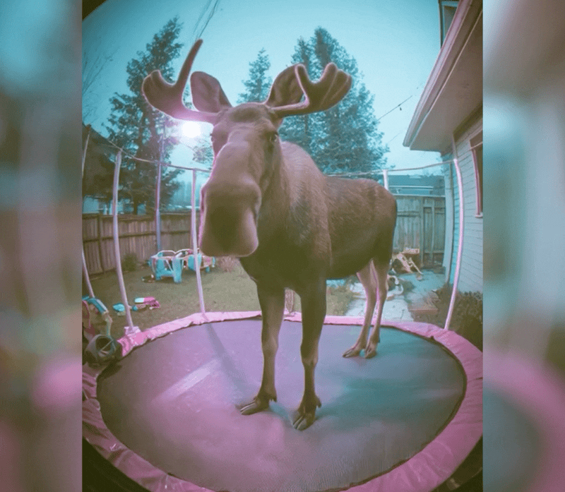 ویدیوهای هوش مصنوعی - بخش 5